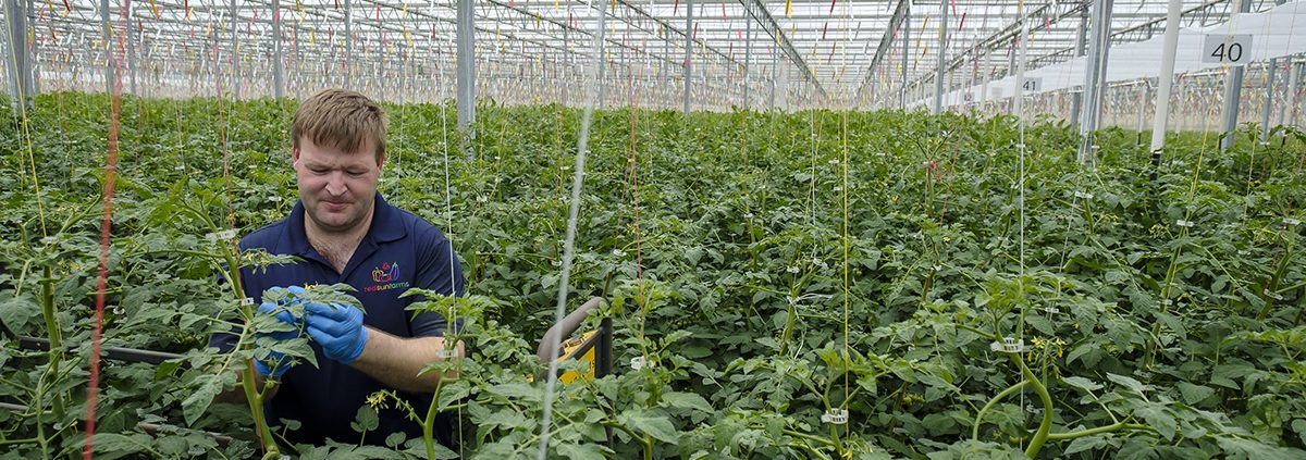 Red Sun Farms #7 Fresh Produce Greenhouse Grower in U.S.