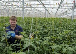 Red Sun Farms #7 Fresh Produce Greenhouse Grower in U.S.